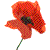 Anzac Day Poppy