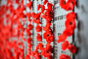 Poppies at the Australian War Memorial in Canberra