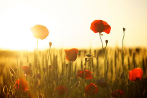 Anzac Day in Darwin as the Sunsets